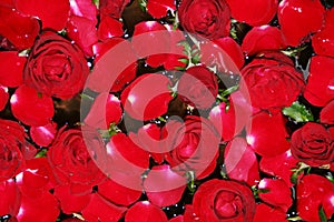 Red roses background represent the diversity of love