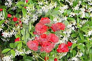 red roses and the background of white jasmine