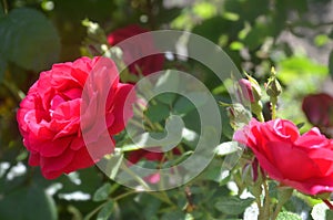 Red Roses. Beautiful red climbing roses in the summer garden