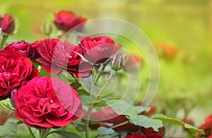 Red Roses. Beautiful red climbing roses in the summer garden. Summer background