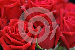 Red roses are in bloom and bloom fully.