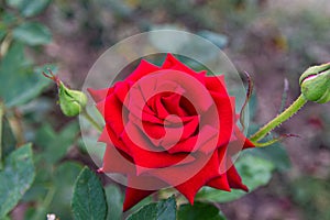 Red roses bloom in the rose garden on the background of red roses flowers in the sunset.