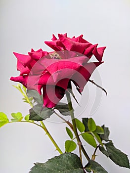 beautiful red roses on a plain background