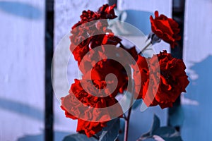 Red roses on the blue background