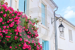 Red roses with blue blinds