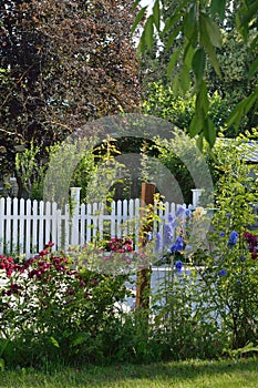 Red Roses Blue Delphinium garden bed white picket fence