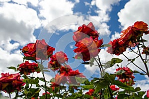 Red roses and blue sky