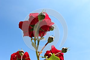 Red roses and blue sky
