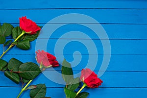 Red roses on blue wooden table. Valentines day background