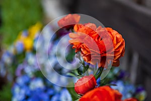 Red roses with blur colorful flowers in spring