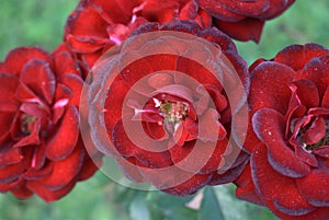 Red roses with blur - Solemn red roses - Flower background