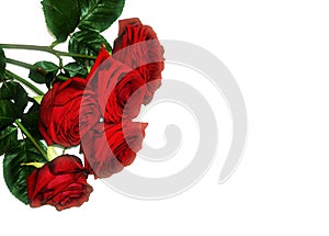 Red roses bouquet flora decoration isolated in the corner with empty copy space