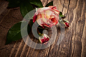 Red roses bouquet with petals on wooden backdrop