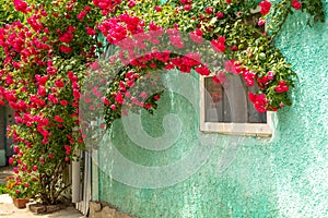 Red roses braided wall near the window. Red roses bushes and fallen petals on the ground near old rural house.