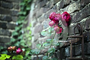 Red Roses and Brick Wall