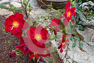 Red roses with bright yellow centre