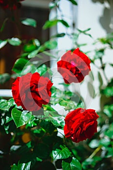 Red roses buds with white house in background. Lueneburg, Germany