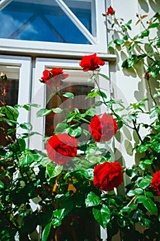 Red roses buds with white house in background. Lueneburg, Germany