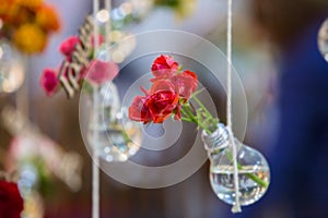 Red roses in a bulb with water. Vase with flowering plants hanging on a rope on a background of blurry flowers and foliage.