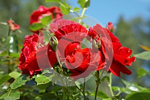 Red roses bush photo