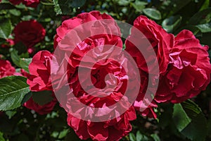 Red roses on a bush in a garden.