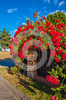 Red roses bush in the garden