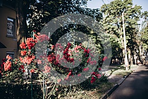 Red roses bush with many flowers. In the city during summer