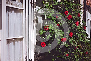 Red roses bushes near old rural house with white windows. Vacation at countryside background. Lueneburg, Germany