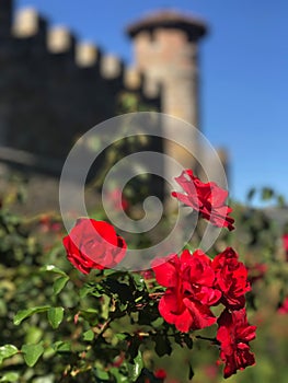 Red Roses, in California wineries