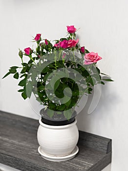 Red roses in a ceramic pot on a white wall background