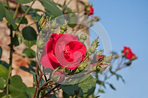 Red roses, Church Rose bush. Flowers backdround.