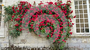 Red roses climbing against wall