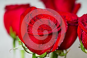 Red roses close up. Valentines, eigths march woman`s day, holiday