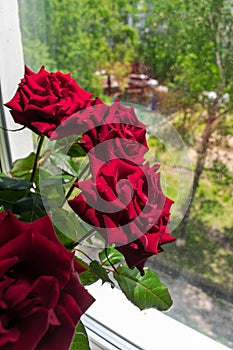 Red rose flower close up