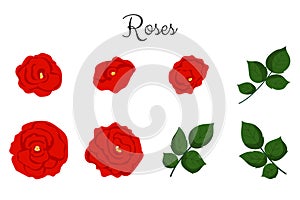 Red roses color set collection. Rose flowers with leaves isolated on white background. Vector colored elements