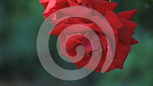 Red roses with copy space