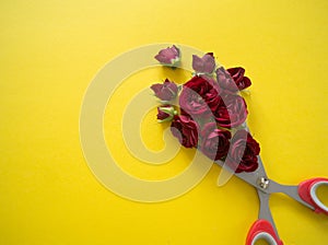 Red roses cut with sharp scissors.