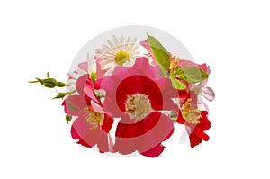 Red roses and daisies on white isolated background