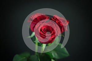 Red of roses on a dark background.