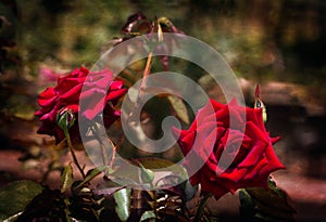 Red Roses on Darkened Textured Background