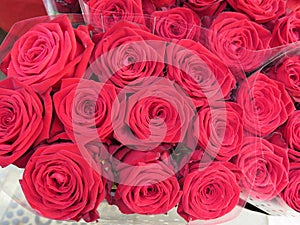 Red roses in detail