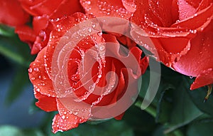 Red roses with dew drops