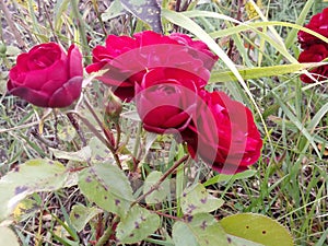 Red roses with dew drops on the petals