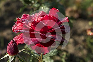 The Red roses with dews