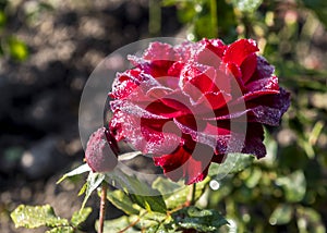 The Red roses with dews