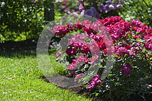 Red roses at elizabeth park on a sunny day