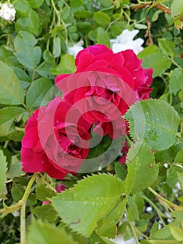 Red roses from fairy-tails you can find in the garden