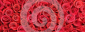 Red roses festive with gold background ,greetings card banner For Valentine day and Women day pattern