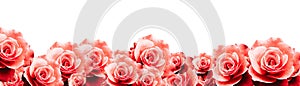 Red roses floral border frame background with wet red pink white roses flowers closeup pattern border panorama.