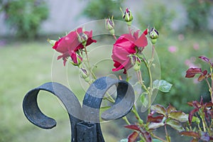 Red Roses in a Flower Bed